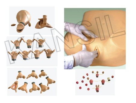 Advanced Gynecological Training Simulator Model