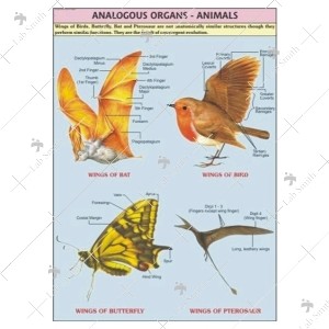 Animal Analogous Organ Chart