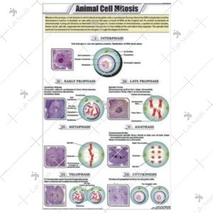 Animal cell Mitosis Chart