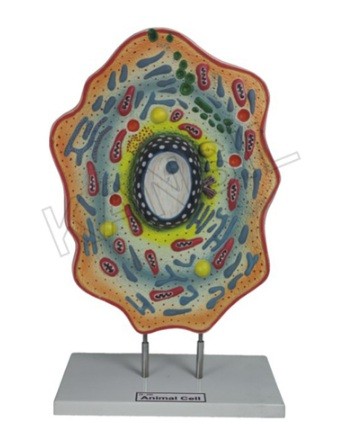 Animal Cell Model
