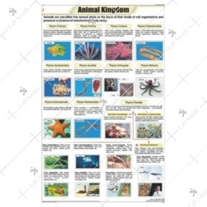 Animalia Kingdom Classification Chart
