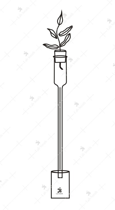 Apparatus for demonstrate suction due to transpiration. A capillary tube with funnel at top and scale attached.