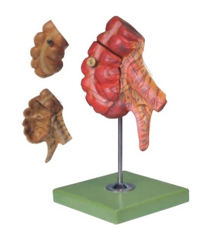 Appendix And Caecum Model