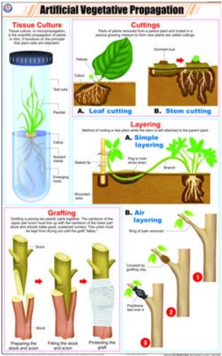 Artificial Vegetative Propagation