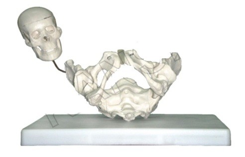 Birth Demonstration Model