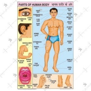 Body Parts Chart