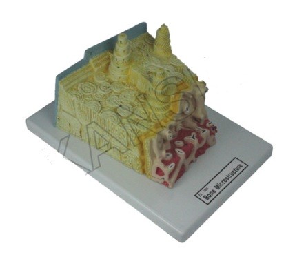 Bone Microstructure Model