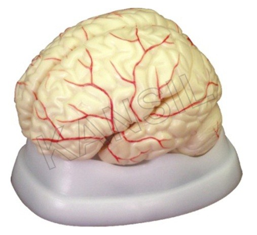 Brain with Arteries Model