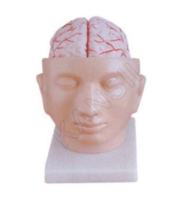Brain With Artieries on Head Model