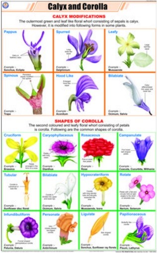 Calyx and Corolla