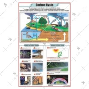 Carbon Cycle Chart