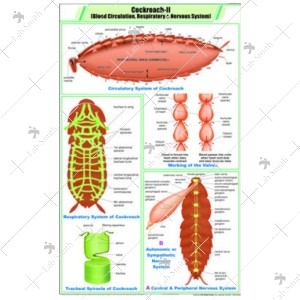 Cockroach ll: Blood Circulation, Respiratory & Nervous System