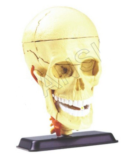 Cranial Nerve Skull Anatomy Model