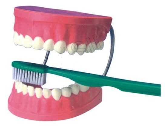 Dental Care Model