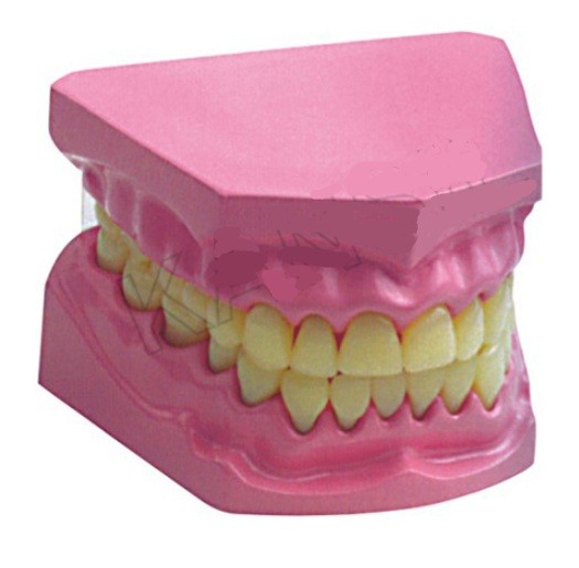 Dental Model Small