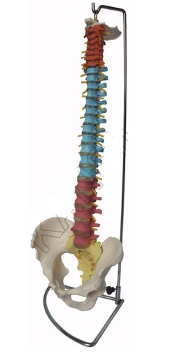 Didactic Flexible Vertebral Column with Pelvis