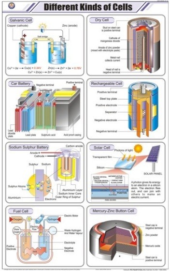 Different Kinds of Cells Chart