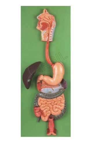 Digestive System Model