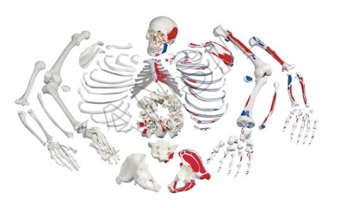 Disarticulated Painted Skeleton Model