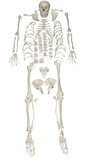 Disarticulated Skeleton Model
