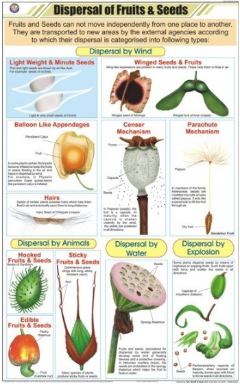 Dispersal of fruits & Seeds Chart