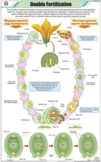Double Fertilization Chart