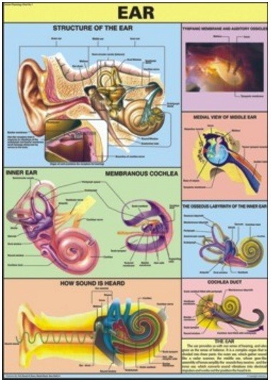 Ear Chart