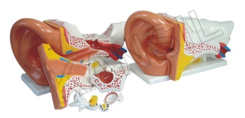 Ear Model New Style Giant size Model
