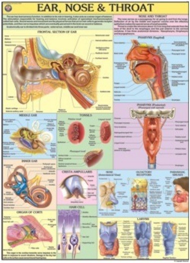 Ear, Nose, Throat chart