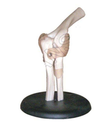 Elbow Joint Model