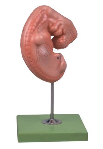 Embryo Model