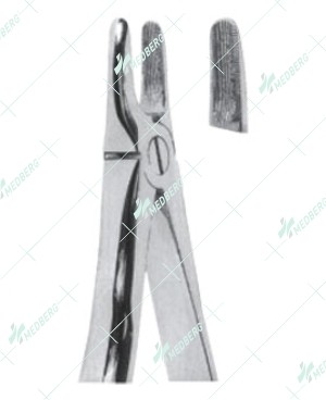 Extracting Forceps, Upper incisors and canines with serrated tips