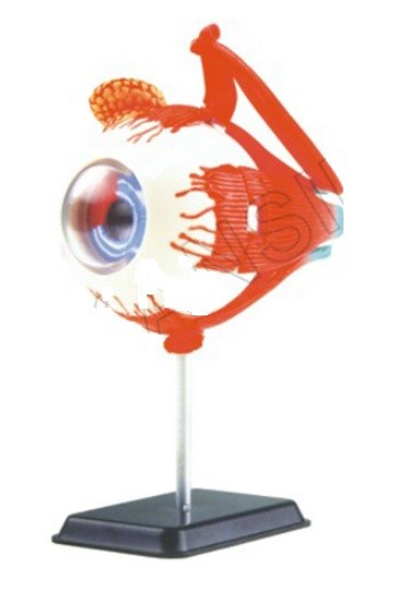 Eyeball Anatomy Model
