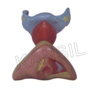 Female Internal & External Genital Organs model