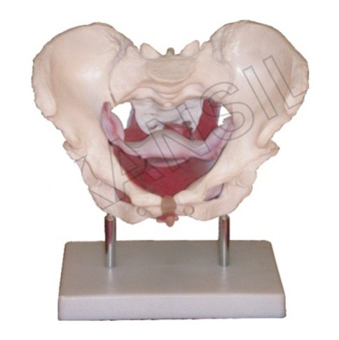 Female pelvic muscles and organs Model