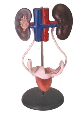 Female Urogenital System Model