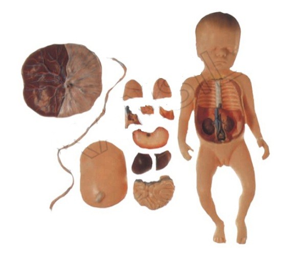 Fetus with Viscera and Placenta Model