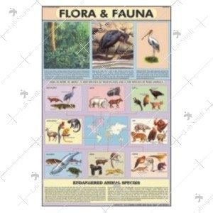 Flora & Fauna Chart