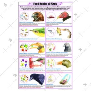 Food Habits of Birds Chart