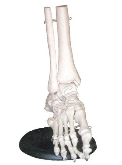 Foot Joints Model