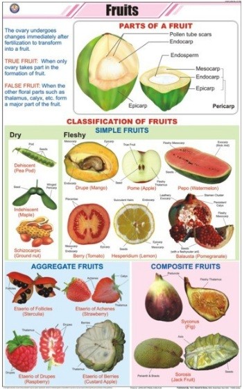Fruits Chart