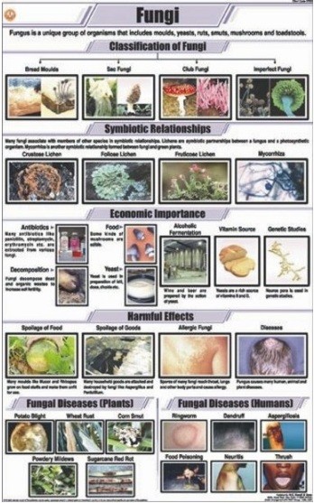Fungi Charts