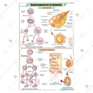Gametogenesis in Animals Chart