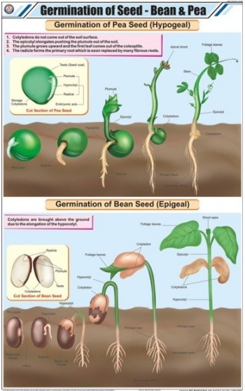Germination of Seed: Bean & Pea Chart