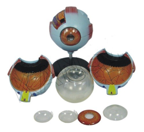 Giant Eye Model