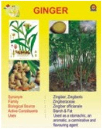 Ginger Chart
