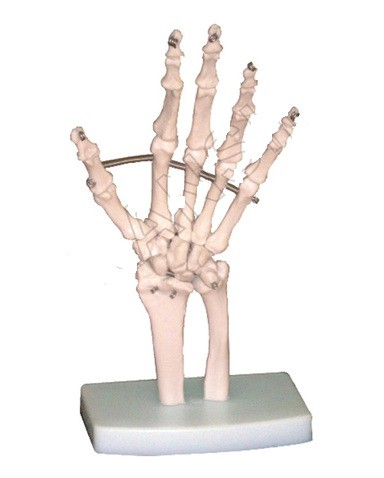 Hand Joint Model