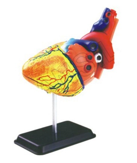 Heart Anatomy Model
