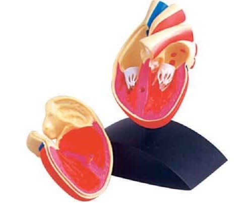 Heart Model
