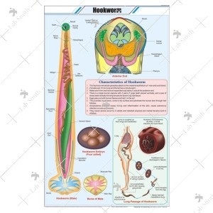 Hookworm Chart